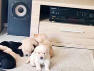 Verkaufe wunderschöne Welpen Labrador &Golden Retriever - Nastätten