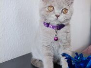 Süßes BKH Kitten lilac - Altensteig