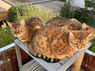 3 Bengal Damen suchen neu w Zuhause - Korb
