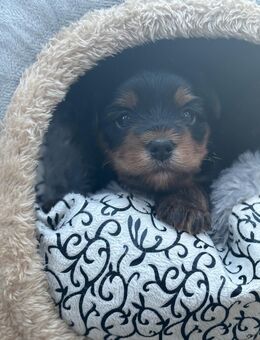 3 süße Yorkshire Terrier Welpen - Dortmund Ruhrallee