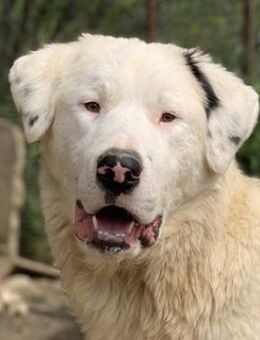 Ambar, geb. ca. 06/2023, lebt in GR - Markdorf