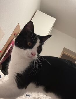 Kater abzugeben ( Boncuk ) - Berlin