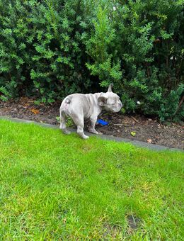 Französische Bulldoggen Welpen abgabebereit! - Lüdinghausen