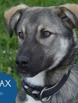 Aufgeschlossener Max sucht seine Familie - Tarmstedt