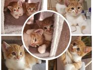Noch 2 verschmuste Main Coon Bkh mix katerchen - Freising Zentrum