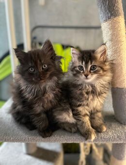 Maine Coon Perser Mix Kitten abzugeben Kater Katze - Berlin Steglitz-Zehlendorf