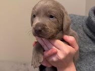 Wunderschöne,reinrassige Labradorwelpen suchen liebevolles zu Hause - Ahaus Zentrum