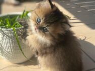 Katzenbabys/Kitten 2 Mädels - Unterneukirchen