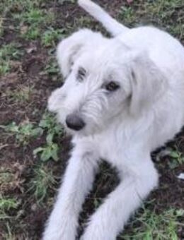 Schneeball Salvina wartet auf dich - München