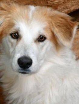 Pacino sucht sein Zuhause - Neuss