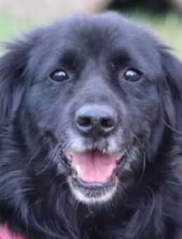 ZIVA💖sanfte, ruhige,verschmuste OldLady - Hamburg