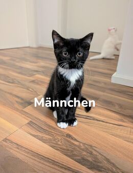 BKH/Ragdoll Kitten Abgabebereit - Gummersbach Zentrum