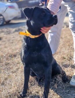 Dasa, menschenbezogene Kuschelmaus, 1J - Vaterstetten