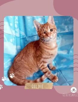 Kätzchen Goldie sucht Dich zum schmusen - Lalendorf