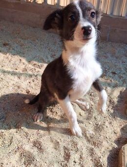 Papillon Mix Polly will die Welt sehen E - Ludwigshafen (Rhein)