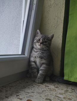 Reinrassige BKH-Kitten - Flensburg