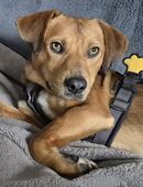 Kleiner Mann sucht 5☆ Zuhause in 59077