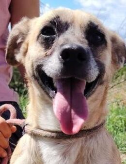 Kleine Hundedame REXINA - Gefrees