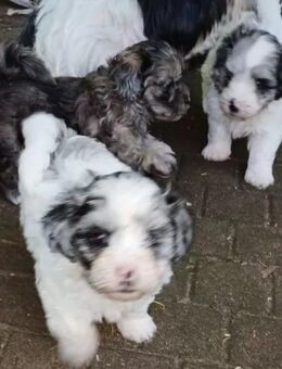 Pudel-Shihtzu Mix Welpen mit Ahnenpass - Klein Nordende