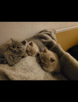 BKH Kitten - Paderborn
