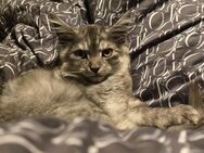 Maine coon kater - Hemmoor