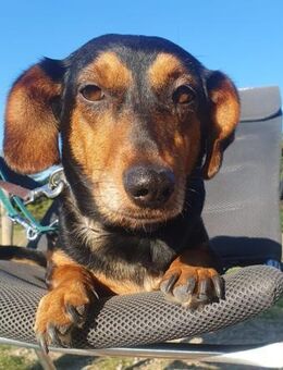 Paula° in 33142 Büren - Wolfhagen