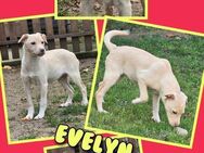 Welpe Evelyn sucht neues Körbchen! - Nürnberg