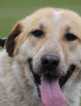 Courbet - sehr zutraulich u. liebenswert - Lohra