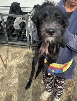 Liebe Hündin A581 sucht ihre Familie - Neuberg