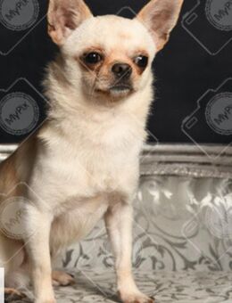 Wunderschöner Chihuahua-Deckrüde (nicht zu verkaufen) - Nürnberg