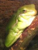 Tierbetreuung rund um 58300 Wetter/Ruhr in 58300