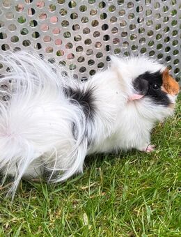 junger Meerschweinchen-Kastrat sucht sein Traumzuhause - Sarstedt