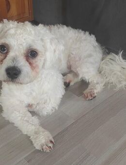 bichon malteser - Aarbergen
