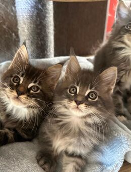 Reinrassige Maine Coon Kater aus Hobbyzucht - Suhl