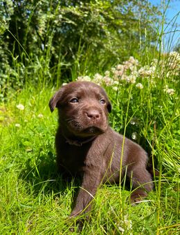 Reinrassige Labrador Welpen in braun und schwarz. - Waldeck Zentrum