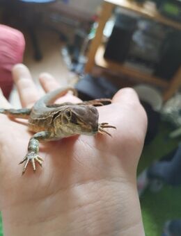 Schmetterlingsagame (Leiolepis belliana) Spike sucht neues Zuhause - Weinheim