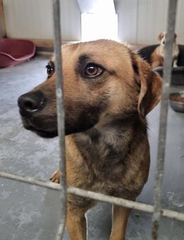 Samweis-Gamdschie - sucht GNADENPLATZ - Weilheim (Oberbayern)