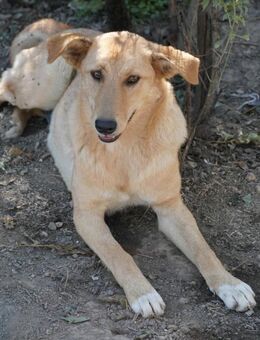 Unsere Finja - ein Seelenhund - Gerlingen