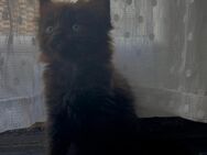 Kitten suchen zuhause - Duisburg