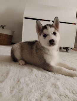 4 von 5 reinrassige Siberian Huskywelpen - Wusterhausen (Dosse)