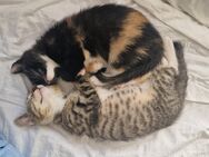 2 Baby Katzen Abzugeben - Rostock Lütten Klein