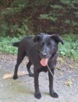 Treue Lira - Ellerbek