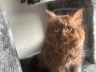 Britisch Langhaar Kater - Wittenberg (Lutherstadt)