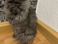 British Langhaar Kater Schwarz-Grau 350€!!! - Münchenbernsdorf