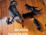 4 süße Katzenbabys für Euch - Panschwitz-Kuckau