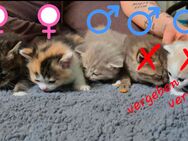 BKH Kitten - Brandis