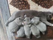 Noch 2 BKH Kitten übrig *Kater * - Siegen (Universitätsstadt) Geisweid
