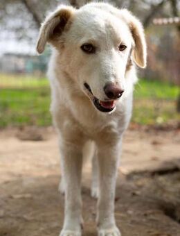 zauberhafter NEVE sucht sein Happy End - Kallmünz