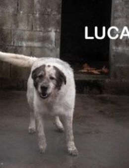 Lucas - leidet so sehr - Berlin