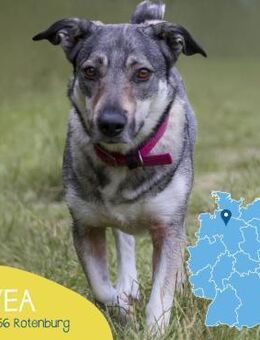 Kleine Svea sucht neues Zuhause - Tarmstedt
